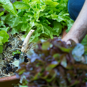 Opinel | No.08 Folding Gardening Knife