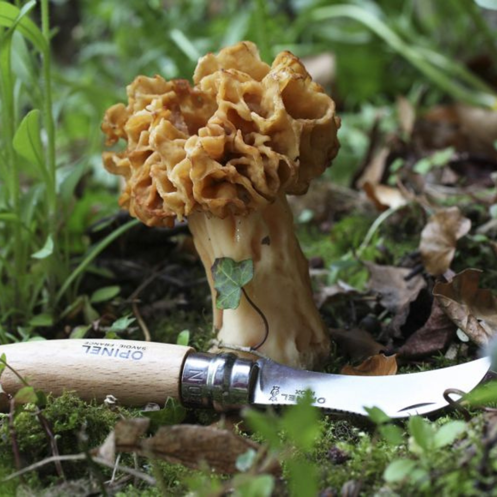 Opinel | Mushroom Knife #08 S/S 8cm + Sheath Oak Wood Handle in Wooden Gift Box