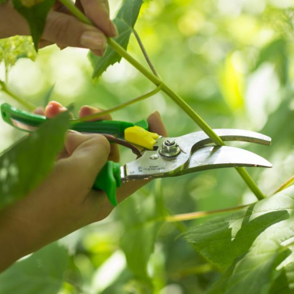 Opinel | Garden Hand Pruner S/S