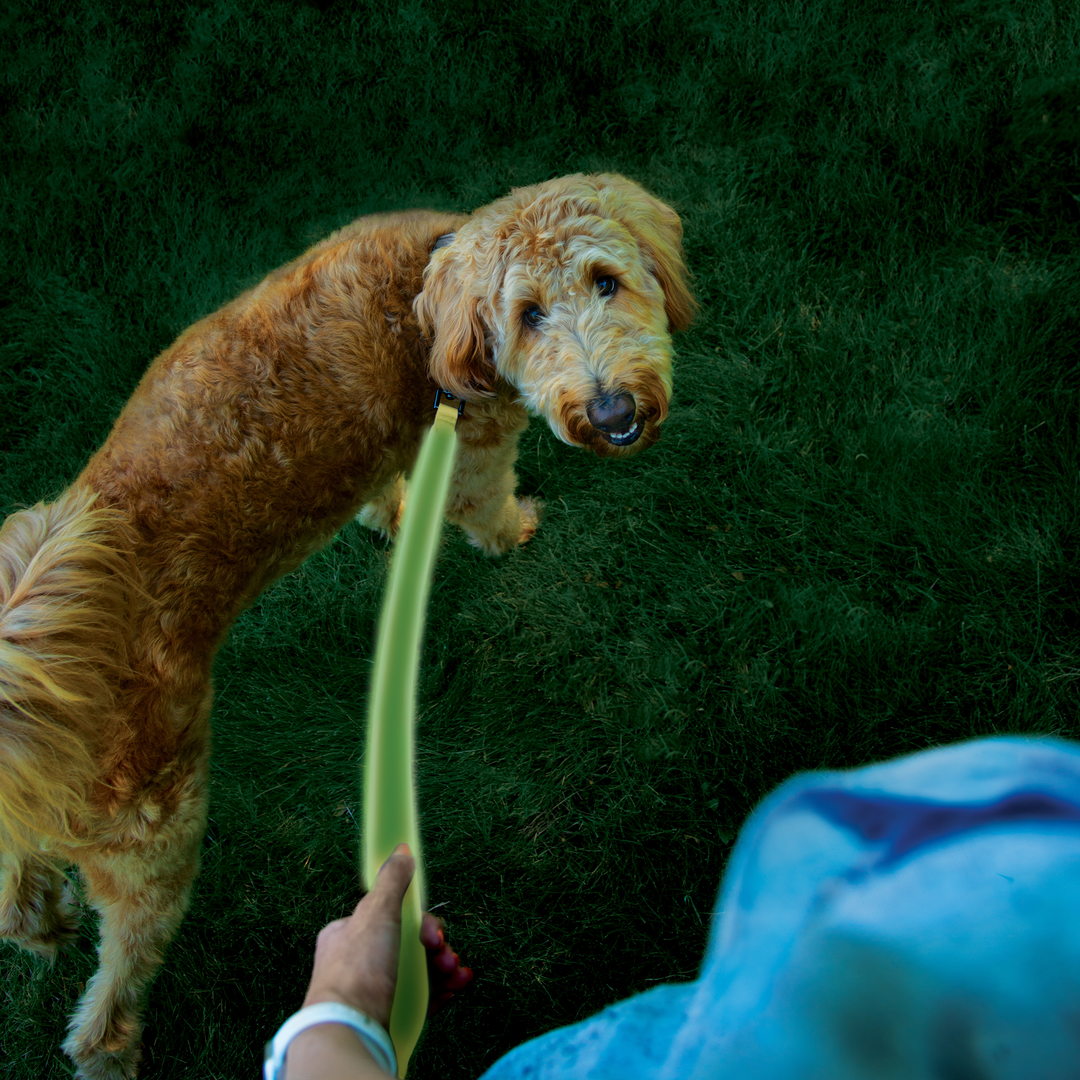 Nite Ize Pet | NiteDog Rechargeable LED Leash