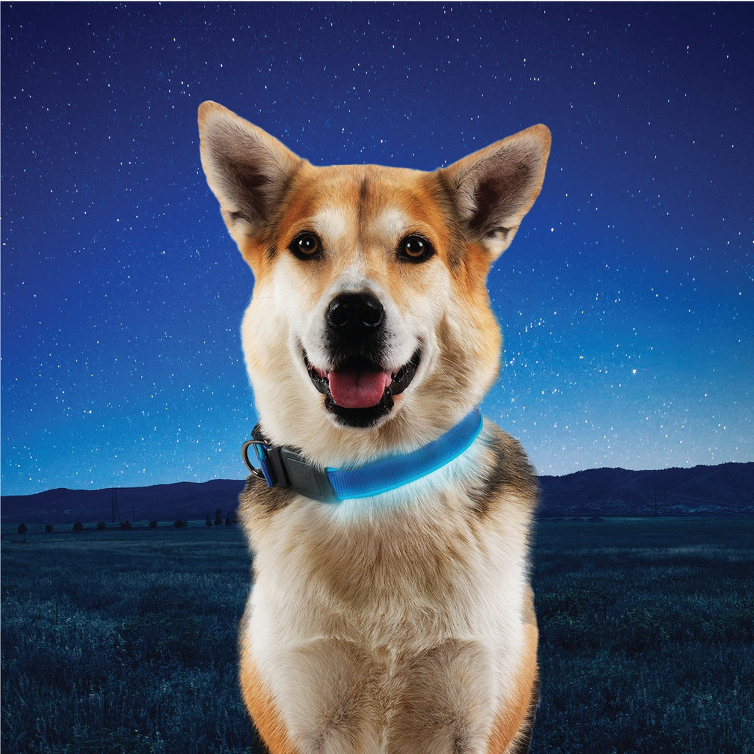Nite Ize Pet | NiteDog Rechargeable LED Collar