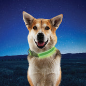 Nite Ize Pet | NiteDog Rechargeable LED Collar