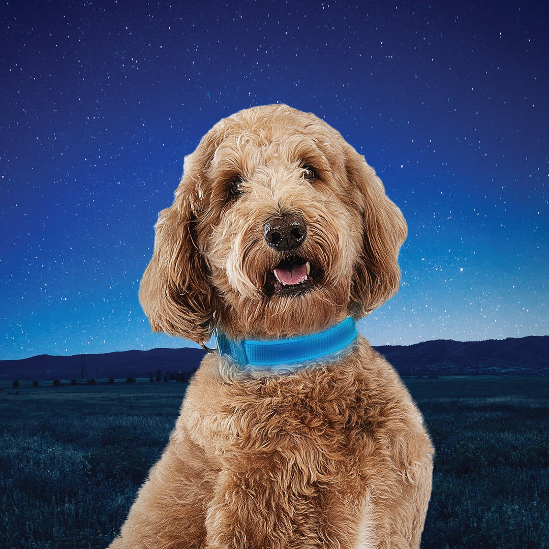 Nite Ize Pet | NiteDog Rechargeable LED Collar
