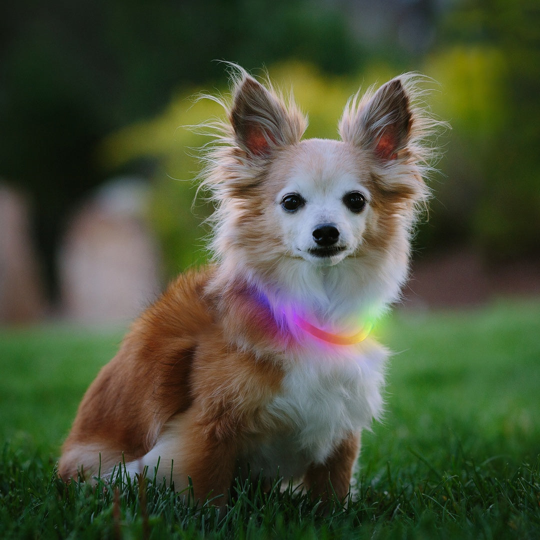 Nite Ize Pet | NiteHowl Mini Rechargeable LED Safety Necklace - Disc-O Select