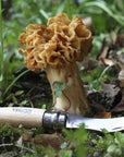 Opinel | Mushroom Knife 